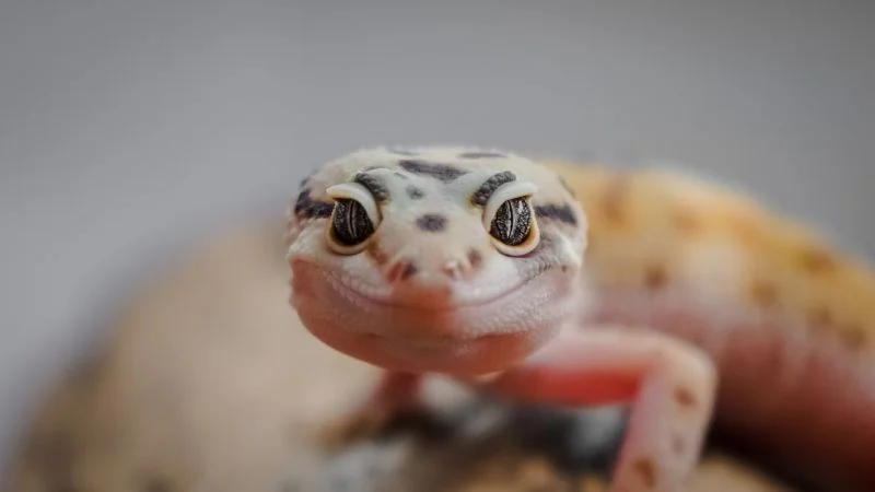 Akvárium, terrárium: hűtés, fűtés, szellőztetés Akvárium, terrárium: hűtés, fűtés, szellőztetés